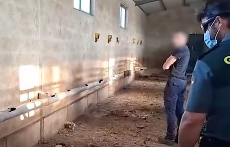 Schokkende vonst in Spanje op boerderij met meer dan 30 dode honden