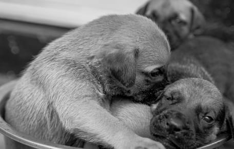 Schokkende zaak in België waar man 7 puppy's doodt