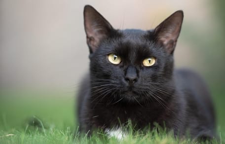 Schwarze Katze