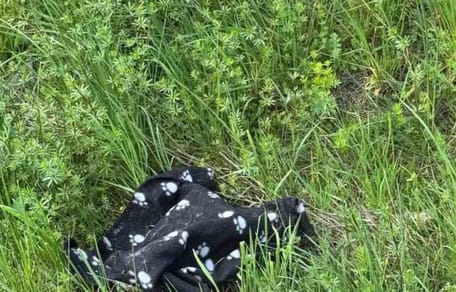 Couverture douillette noire dans l'herbe
