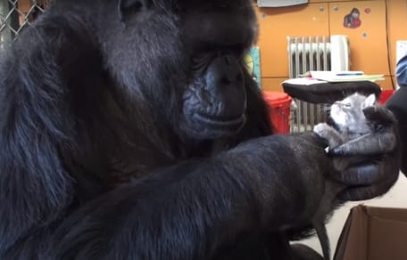 Femmina di gorilla scopre piccoli gattini: prima che qualcuno possa reagire, li ha già presi