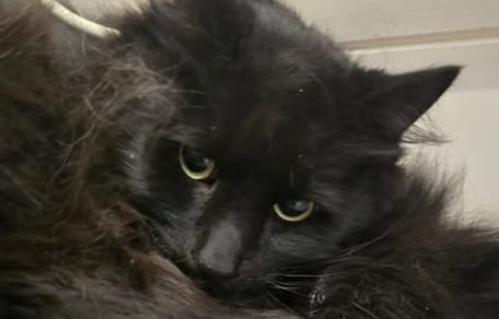 Schwarzer, zerzauster Kater