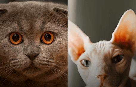 Scorrish Fold e Sphynx