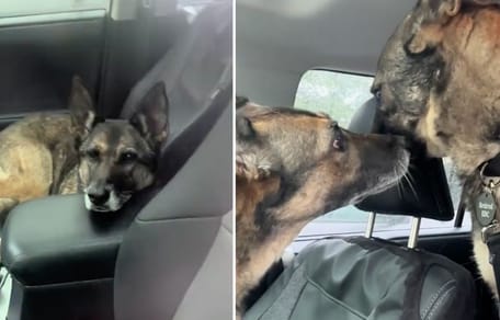 Schermafbeeldingen van de video van de twee honden