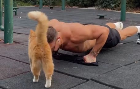 Séance de sport et chat
