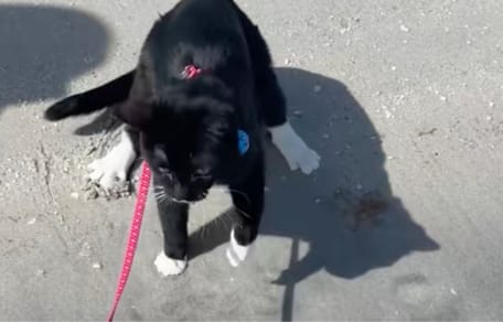 Porta il gatto in spiaggia: la sua reazione sciocca milioni di persone
