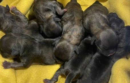 Ils abandonnent 7 chiots qui viennent de naître sous des buissons : les sauveteurs ont des sueurs froides