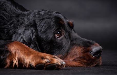 setter sur sfondo nero