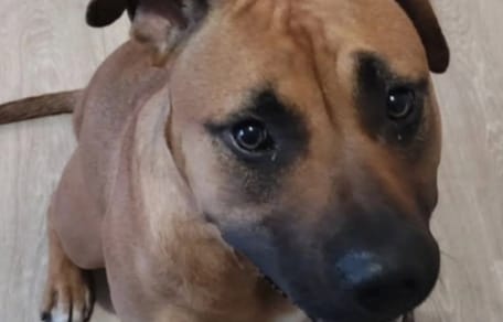 Seven la cagnolina
