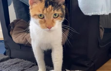 Shannon la chatte