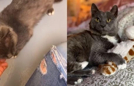 Shelter cat meeting new owner and after adoption