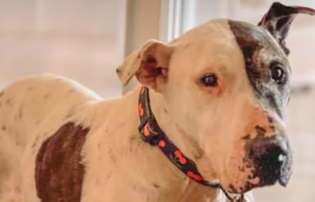Shelter dog at hotel