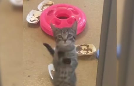 Shelter kitten jumping up at glass