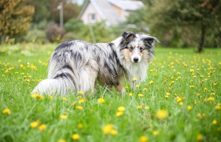 Sheltie auf einer Wiese