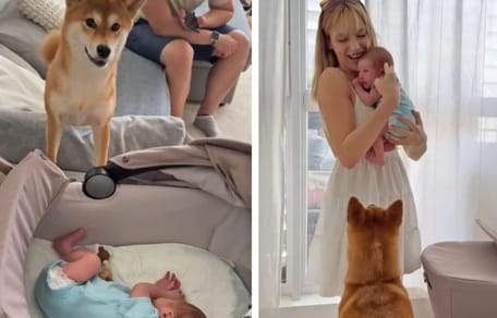 Shiba Inu mit Baby auf Decke