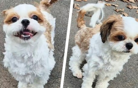 Shih Tzu „ManMan“