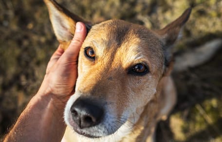 si-me-muero-que-pasa-con-mi-perro