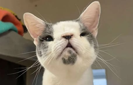 Sid, kot z deformacją nosa