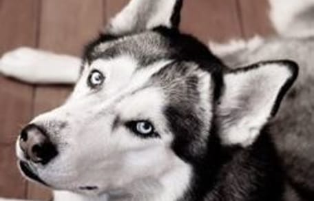 Sierra the Husky dog detects cancer