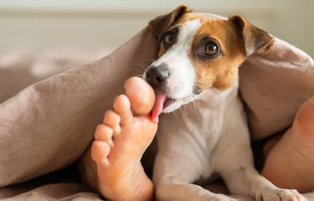 Betekenis van het likken van voeten door een hond