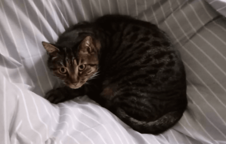 Silvestro gatto