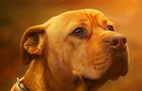 Simba le chien à adopter
