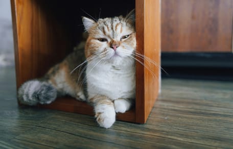 Slaperige katten hebben nog wat moeite met het Ramadan ritme