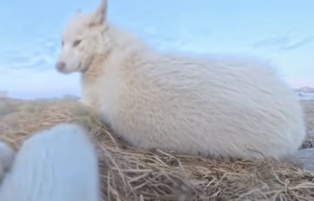 Sledehond gaat er vandoor met 360 graden action camera