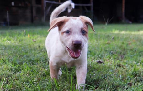 Small dog walking on grass