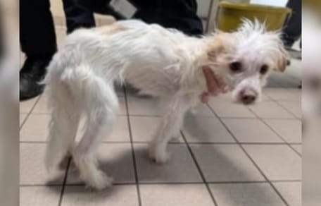 Small white emaciated dog