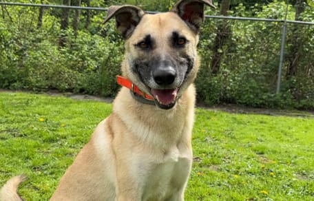 Snoop is op zoek naar een nieuw thuis. Adopteer jij hem?