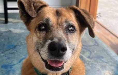 Soldier, il cane anziano cieco alle Turks e Caicos