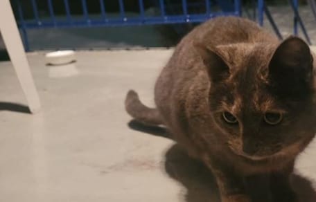 Soukie the cat