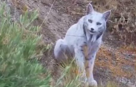 Spaanse hobbyfotograaf legt zeldzame witte Iberische Lynx vast op camera