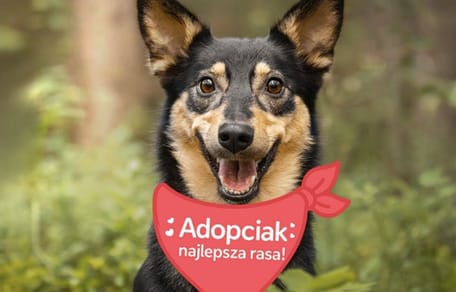 Spacer adopciaków 2026