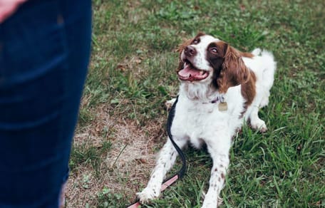 Spaniel on grass being trained