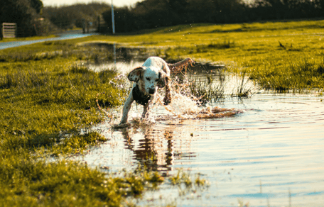 Spaniel running in a puddle