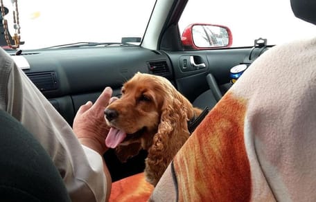 Spaniel sitting in car