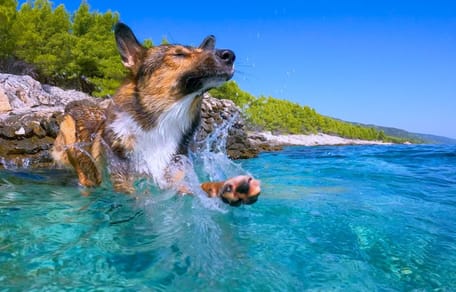 spiagge per cani in Abruzzo