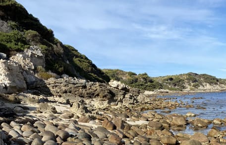 playa con perros camuflados