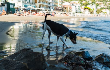 spiaggia per cani in liguria