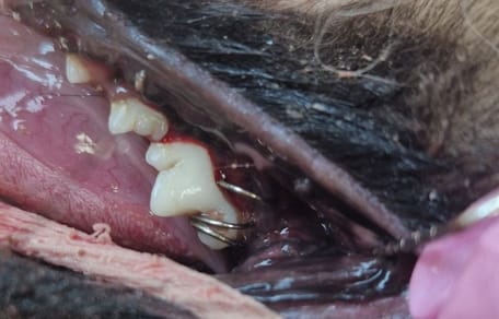 Spiralfeder um Hundezahn