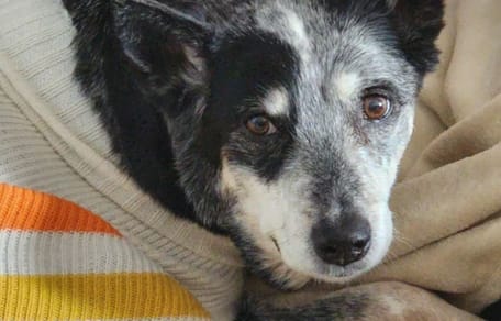 Último día de vida de un perro