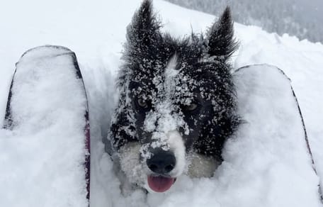 sportvrouw Ares Masip beland in lawine met haar hond in Andorra