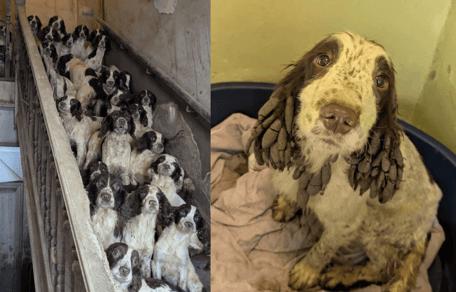 Springer Spaniels sitting on stairs in poor condition