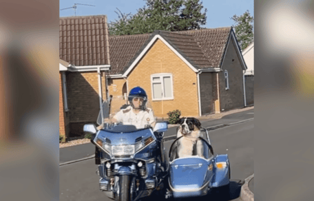 St Bernard travelling in a sidecar