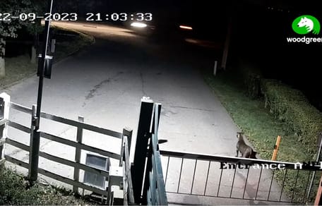 Staffie abandonado en protectora