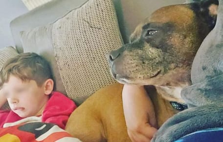 staffordshire bull terrier