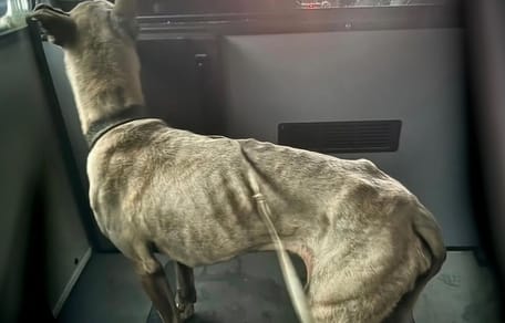 Sterk vermagerde hond gevonden in Rotterdam