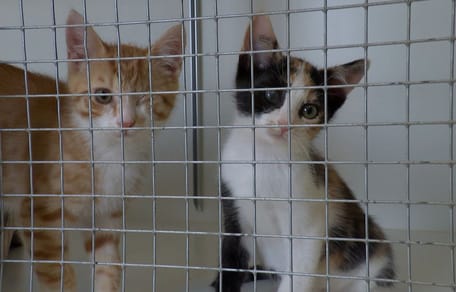Stichting Scheldekat wil castratieplicht tegen explosie aan zwerfkatten